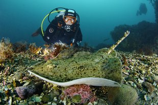 starry-ray-diver-iceland-strytan-wolfang-polzer.jpg