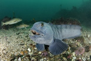 wolf-fish-in-gardur-wolfgang-polzer-iceland-diving.jpg