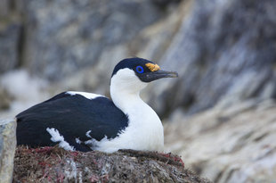 Blue-eyed Shag Antarctica and Weddell Sea