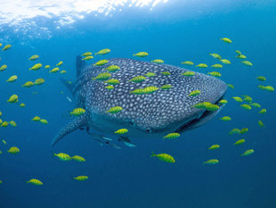 Whale Shark in Mafia Island - Dr Simon Pierce