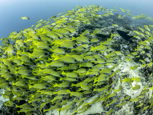 Golden Trevally in Mafia Island - Dr Simon Pierce