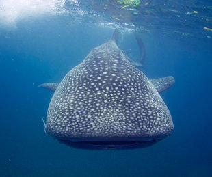 Whale Shark in Mafia Island - Ralph Pannell