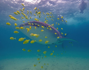 Whale Shark Mafia Island over Sandbanks - Dr Chris Rohner