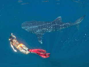 Snorkelling with Whale Sharks - Dr Simon Pierce