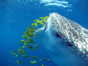 Whale Shark & Resident Golden Trevally Mafia Island - Dan Holmes