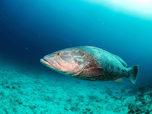 Grouper in Chole Bay Mafia Island - Dr Simon Pierce