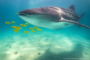 Whale Shark over Mafia Island Sandbanks - Dr Chris Rohner