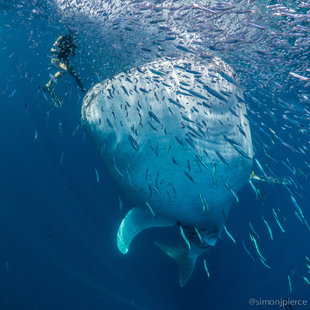 Whale Shark Feeding in Mafia Island - Dr Simon Pierce