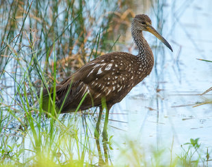 Birdwatching in the Yucatan Peninsula - Susi Ma