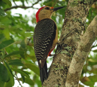 Golden Fronted Woodpecker, Yucatan Peninsula - Ralph Pannell