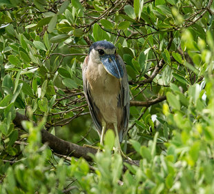 Boat Billed Heron,Yucatan Peninsula - Susi Ma