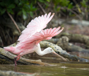 Roseate Spoonbill, Yucatan Peninsula - Susi Ma