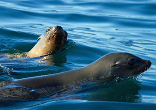 Sea Lions, Baja California