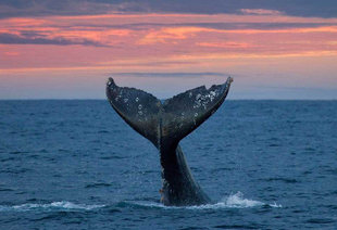 Humpback Whale, Baja California