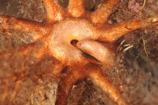 marine-life-northern-water-circle-iceland.jpg