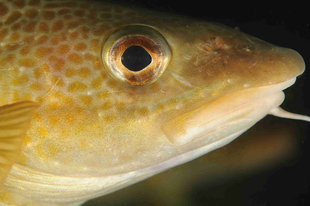 fish-face-Northern-water-circle-iceland-scuba-diving-marine-life.jpg