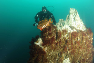 diving-northern-water-circle-iceland.jpg