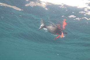 Birdlife-Northern-water-circle-iceland-scuba-diving-marine-life.jpg