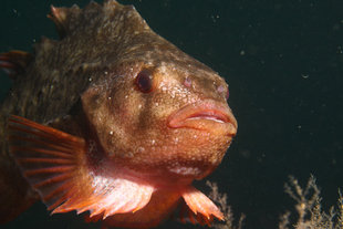 Grimsey-drangey-diving-iceland-marine-life-fish.jpg