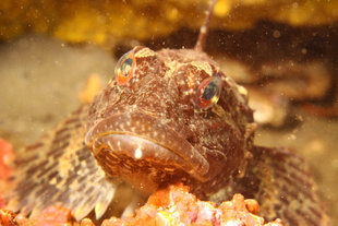 fish-Grimsey-drangey-diving-iceland-marine-life-erlendur.jpg