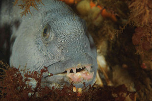 large-grey-fish-Grimsey-drangey-diving-iceland-marine-life-erlendur.jpg