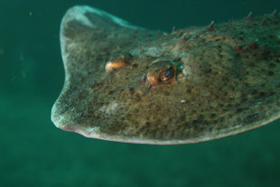 large-flat-fish-Grimsey-drangey-diving-iceland-marine-life-erlendur.jpg