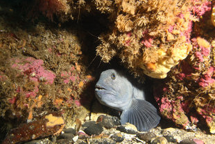 hiding-large-fish-Grimsey-drangey-diving-iceland-marine-life-erlendur.jpg