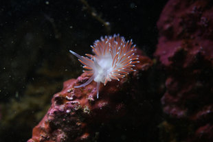 Grimsey-Island-drangey-diving-iceland-marine-life-fish.jpg