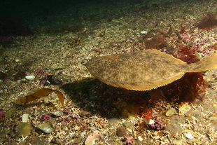 Grimsey-drangey-diving-north-iceland-marine-life-fish-erlendur.jpg