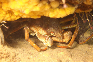 underwater-photography-Grimsey-drangey-diving-iceland-marine-life-erlendur.jpg