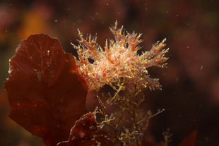 underwater-plants-large-fish-Grimsey-drangey-diving-iceland-marine-life-erlendur.jpg