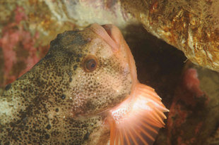 fish-Grimsey-drangey-suba-diving-iceland-marine-life-erlendur.jpg