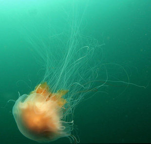 jelly-fish-Arnarnesstrýtur-Diving-Day-Trip-Akureyri-North-iceland-adventure-holiday.jpg