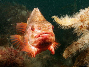 orange-fish-arnarnesstrytur-diving-day-trip-akureyri-north-iceland-adventure-holiday.jpg