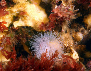 anenomes-Arnarnesstrýtur-Diving-Day-Trip-Akureyri-North-iceland-adventure-holiday.jpg