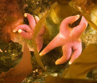 pink-starfish-Arnarnesstrýtur-Diving-Day-Trip-Akureyri-North-iceland-adventure-holiday.jpg