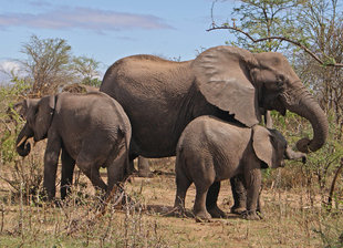 Elephants in Ruaha National Park - Ralph Pannell