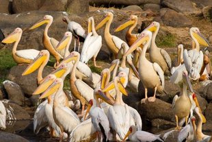 Birdwatching in Ruaha National Park - Ralph Pannell