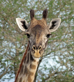 Giraffe in Selous National Park - Ralph Pannell