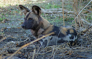 African Wild Hunting Dog in Southern Tanzania - Peter Thomas