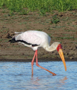 Stork in Selous Game Reserve - Ralph Pannell
