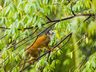 Capuchin Monkey in Corcovado National Park