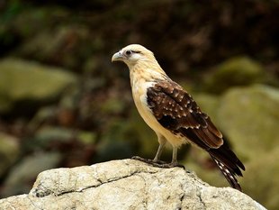 Birdwatching in the Osa Peninsula