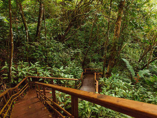 Rainforest Walkway in Osa Peninsula