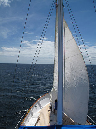 sails-Samba-galapagos-wildlife-marine-life-Sailing-motor-yacht-safari.jpg