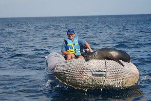 rib-seal-sails-Samba-galapagos-wildlife-marine-life-Sailing-motor-yacht-safari.jpg