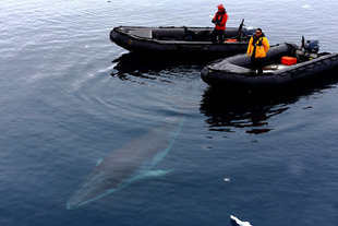 zodiacs boat spitsbergen antarctica wildlife marine life voyage expedition minke whale.jpg
