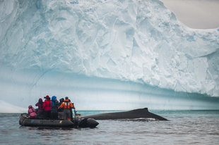 Humpback Whale greets Zodiac RIB beside Antarctica iceberg