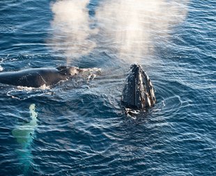 A Pair of Humpbacks 'blow' at the Arctic sea surface