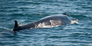 a-bonus-sighting-of-a-sei-whale-south-georgia.jpeg